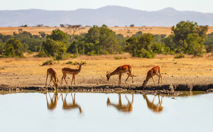 Impala reflection, Ol Pejeta Conservancy, Kenya