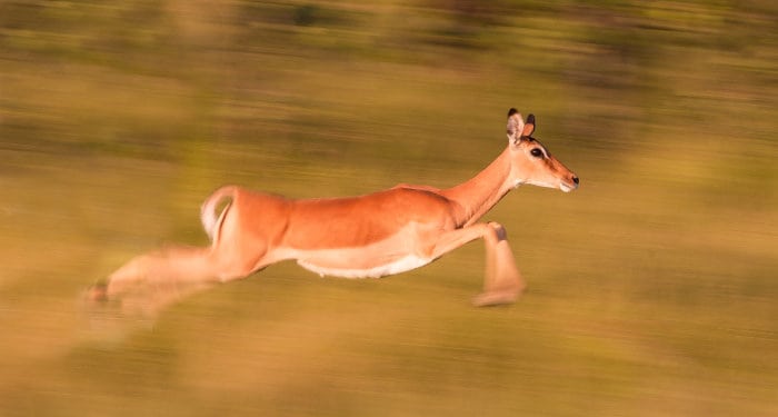 Female impala running at full speed