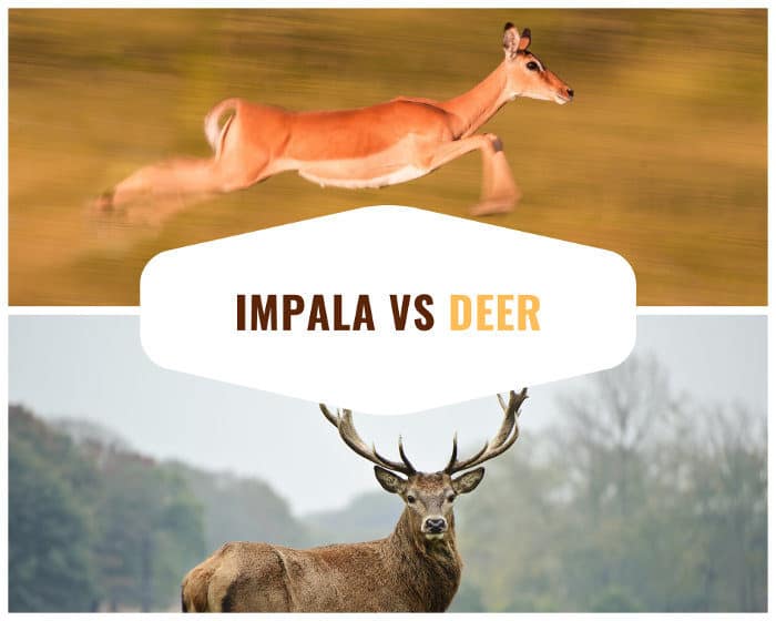 Impala vs deer