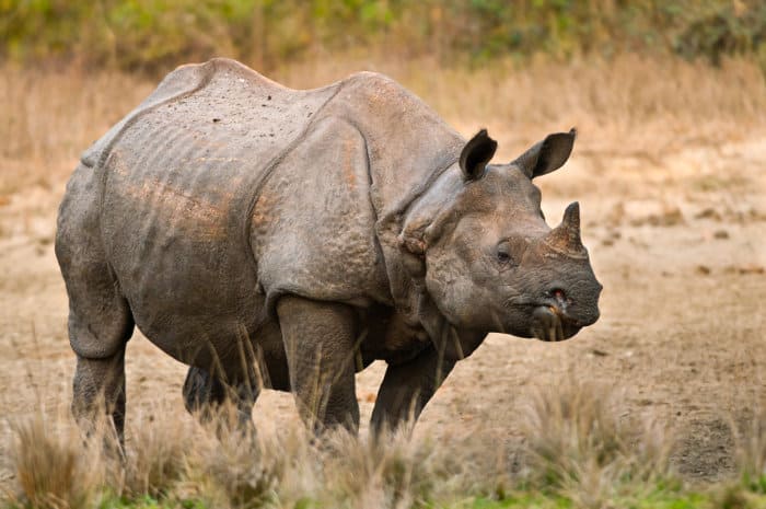 The greater one-horned rhino (or Indian rhino) is arguably the largest of the recognised rhino species
