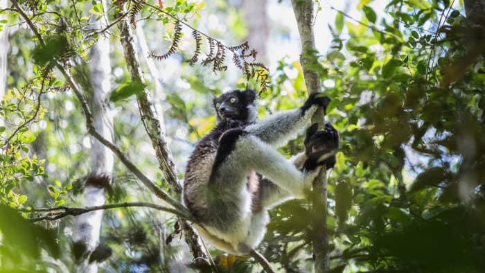 Indri lemur in its natural habitat, Madagascar