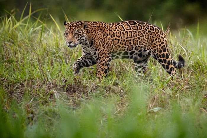 Female jaguar in its natural habitat