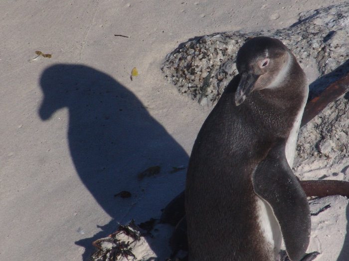 Subadult African penguin in the sun