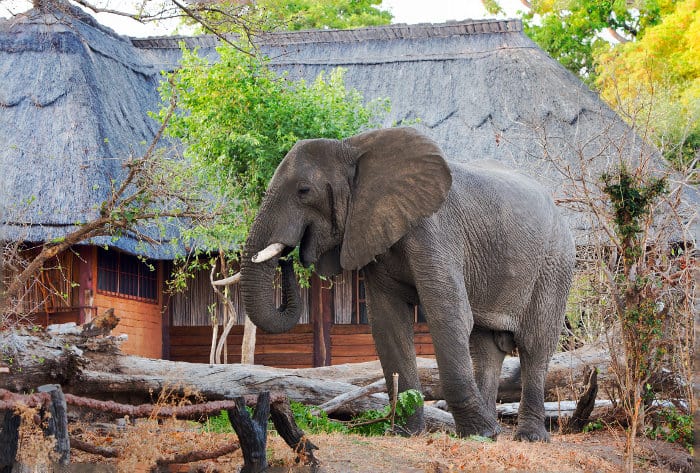 A large male elephants walks around Kafunta River Lodge, looking for ripe mangoes