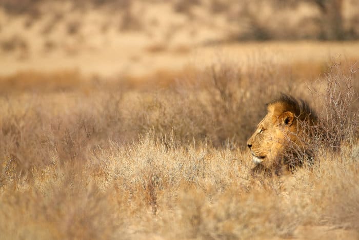 Black-maned lion in the Kalahari desert