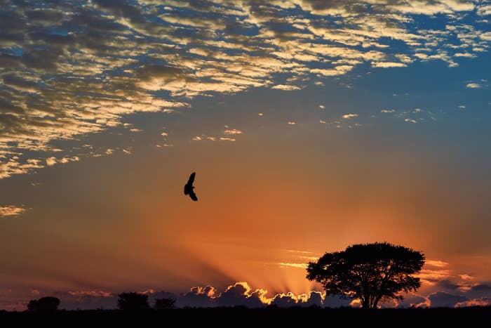 Bird of prey silhouette against orange sunset hues and stormy clouds in the background, Kalahari desert