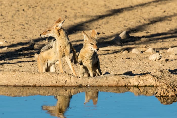 Two black-backed jackals drinking from a waterhole in the Kgalagadi Transfrontier Park