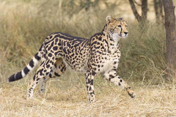 Female king cheetah in South African bushveld