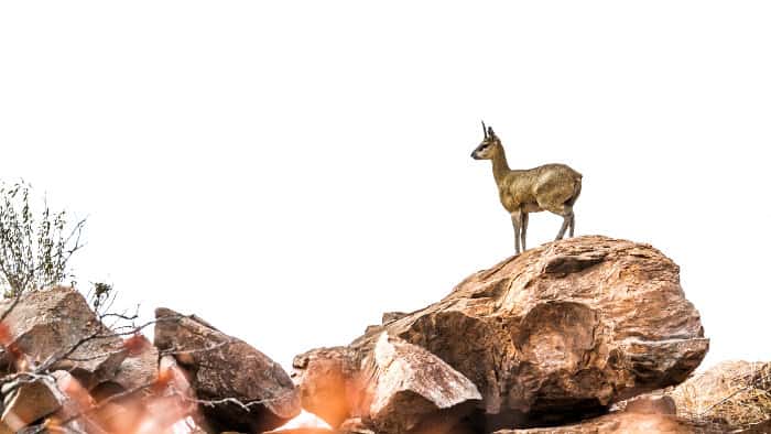 Klipspringer standing majestically on a rock