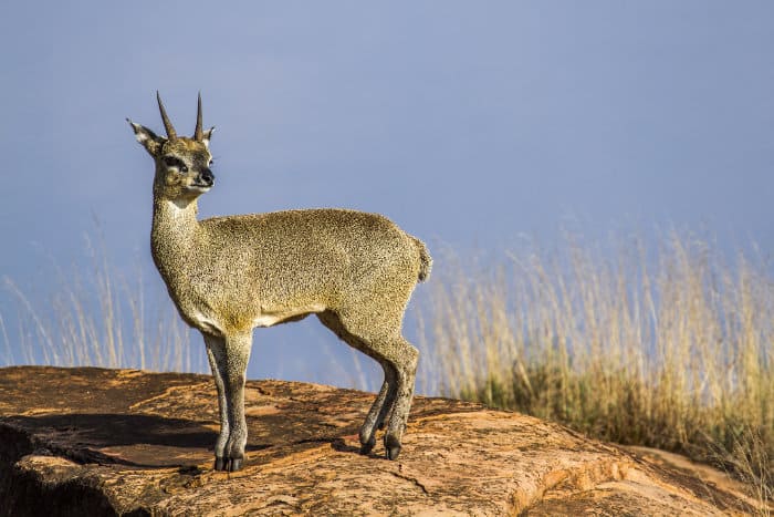 Klipspringer standing on a rock, Kruger