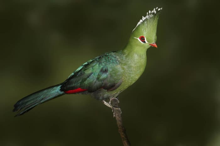 The Knysna turaco is by far one of the most beautiful birds in Africa