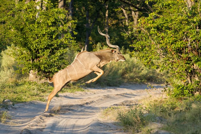 Greater kudu bull jumping across a sandy road, Etosha National Park