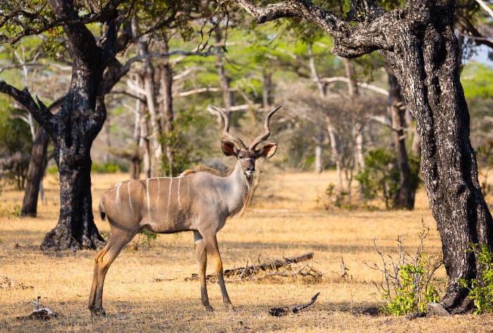 Elegant greater kudu bull in the Selous Game Reserve