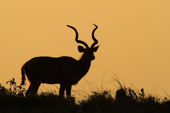 Kudu bull silhouette in the African bush