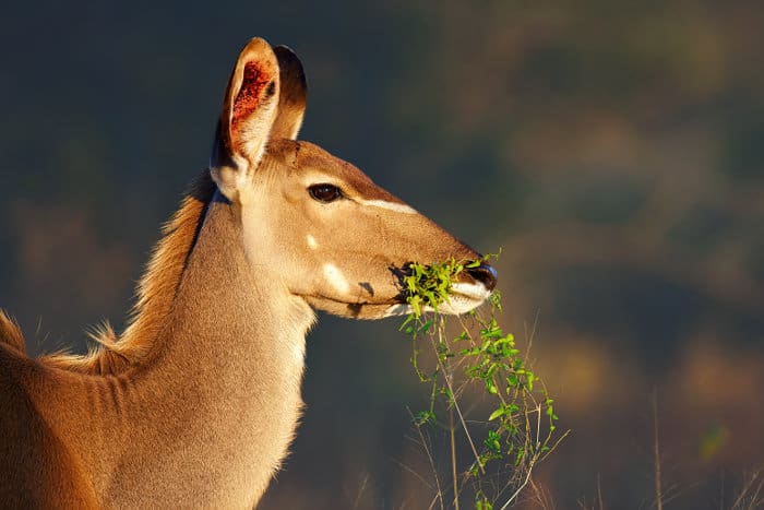 Female greater kudu portrait, eating green foliage
