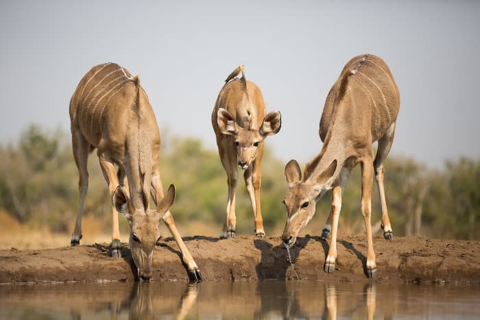 Two greater kudu cows and a calf drink from a local waterhole in Botswana