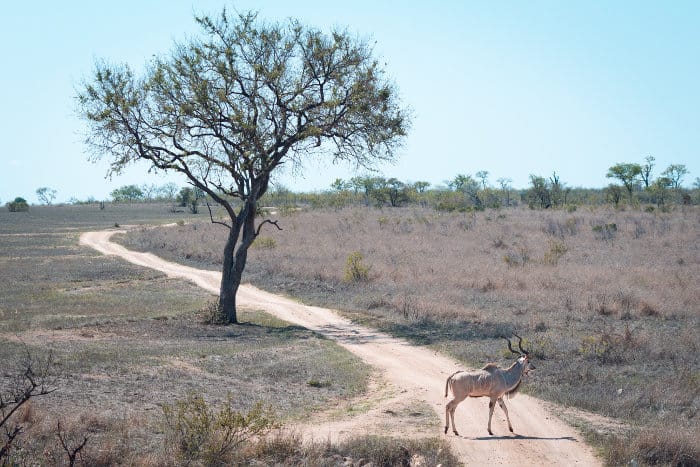 Male kudu crosses a dirt track in the Sabi Sands