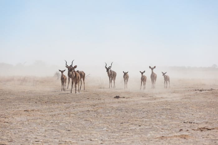 Kudu in the dust