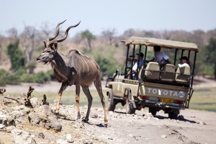 Big male kudu encountered on a game drive in Chobe