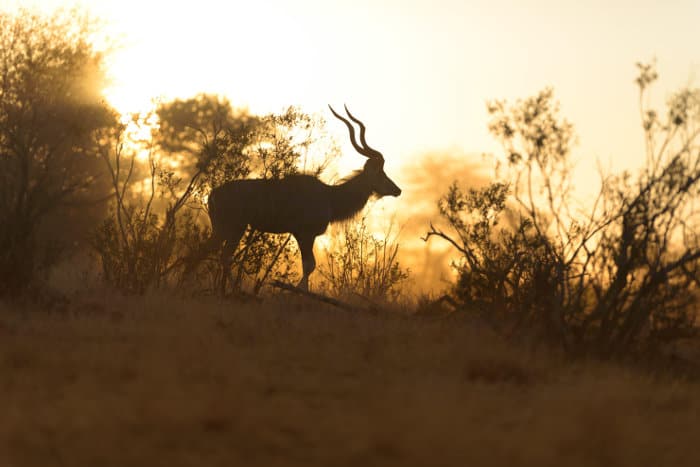 Greater kudu silhouette with beautiful horns