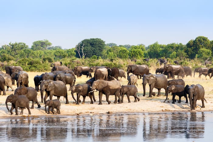 A very large elephant herd departs from a local waterhole in Hwange, Zimbabwe