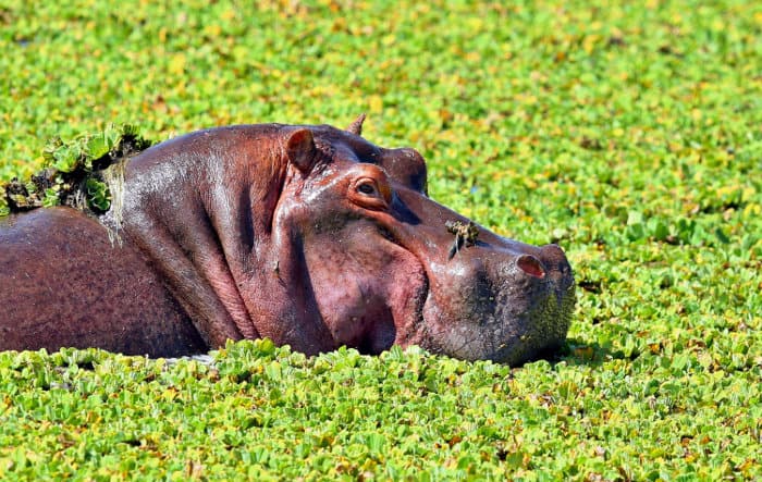 Very large hippo in a 