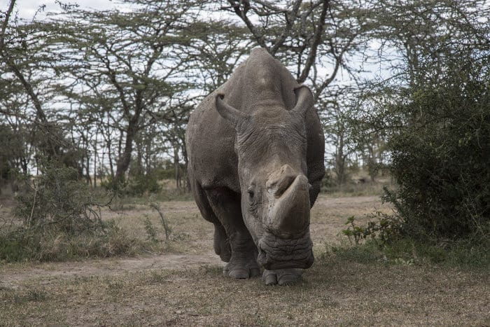 Sudan, the last male rhino of its own species
