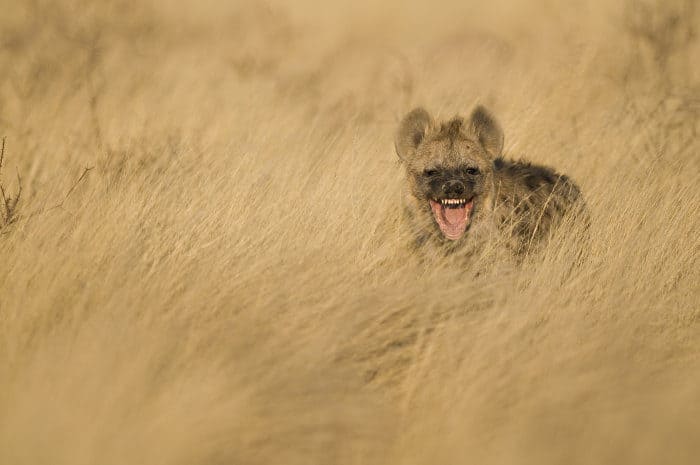 Spotted hyena with an apparent 