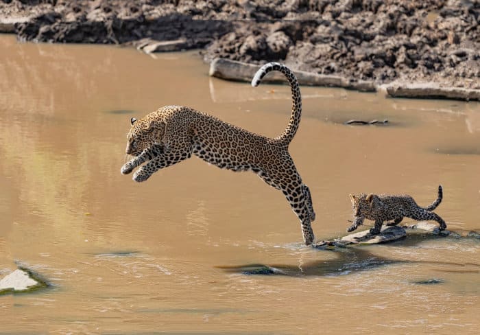 Leopard leaps across a river stretch, with her cub following closely behind