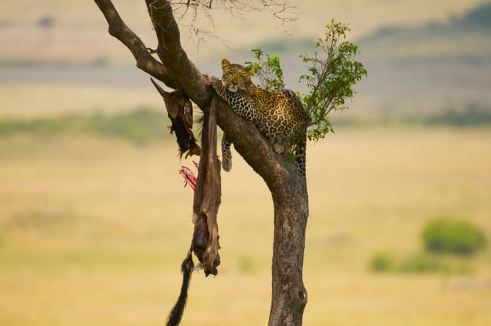 Leopard with wildebeest carcass hanging from a tree