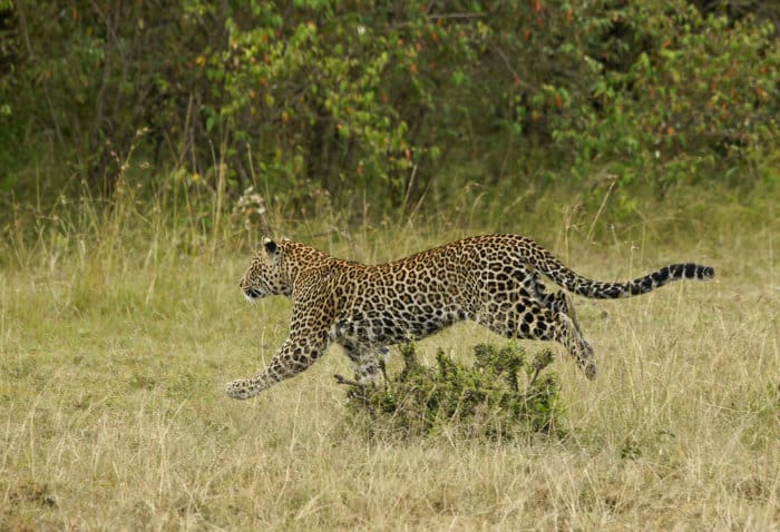 Leopard on the run in the Mara