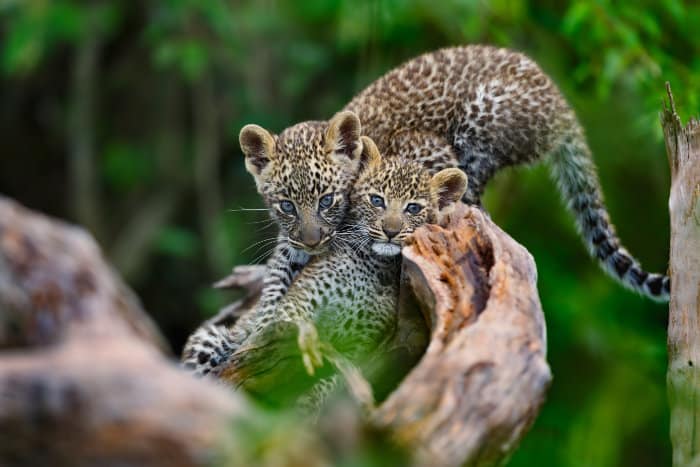 Two leopard cubs playing in the Mara