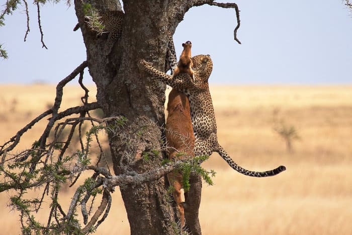 Leopard dragging its kill up a tree