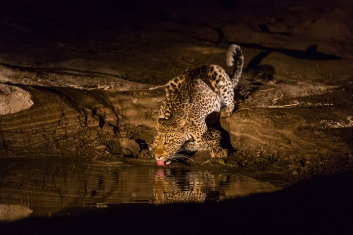 Lone leopard on a night drive, lapping water from a local waterhole in South Luangwa
