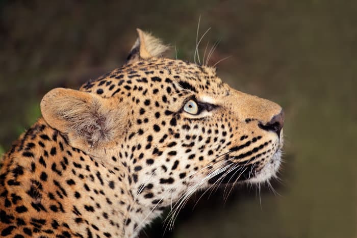Leopard head shot portrait, looking above