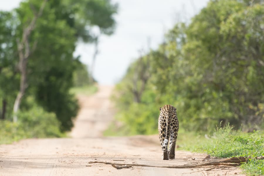 Backside of an African leopard walking down a dirt road, Mala Mala Game Reserve, South Africa