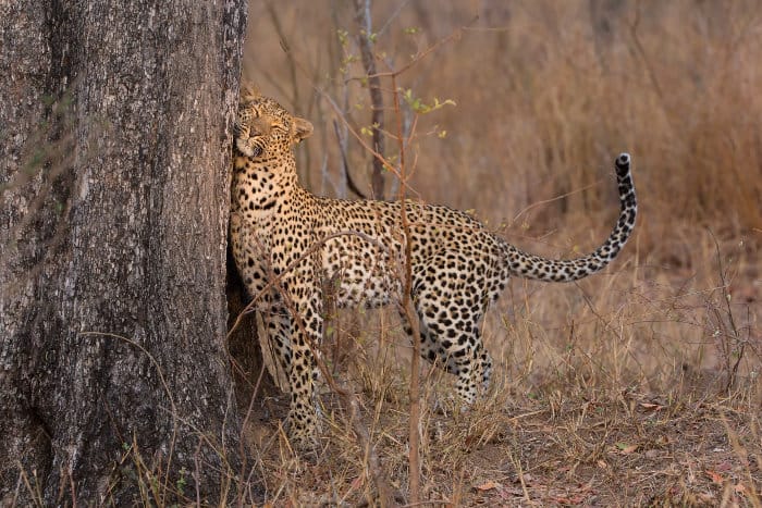 Lone leopard scent-marking his territory on a tree