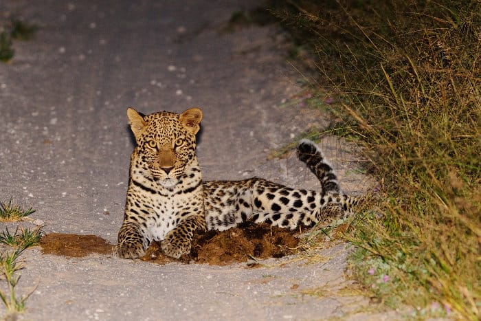 Leopard at night, lying on the road, Hwange