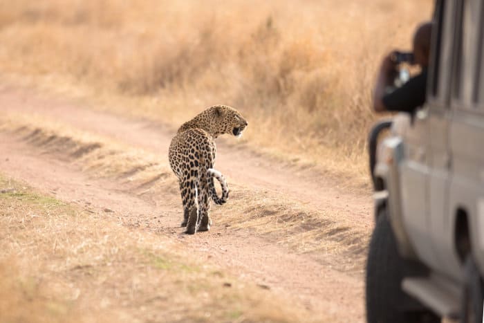 Leopard on dusty road in the Serengeti