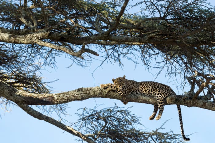 Leopard resting on a branch in the Serengeti, Tanzania