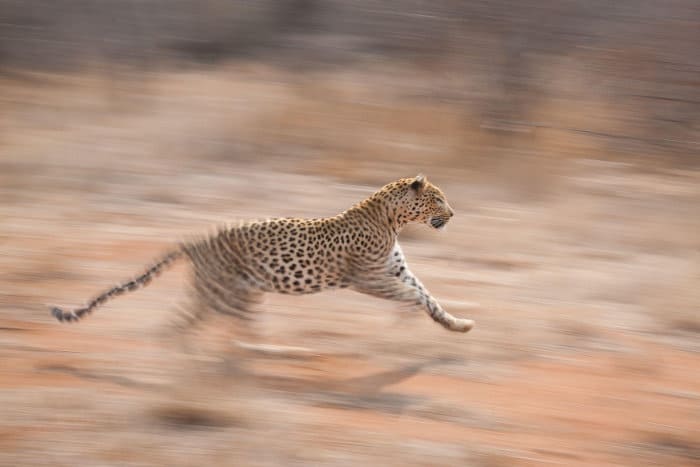 African leopard in running motion, with blurred background