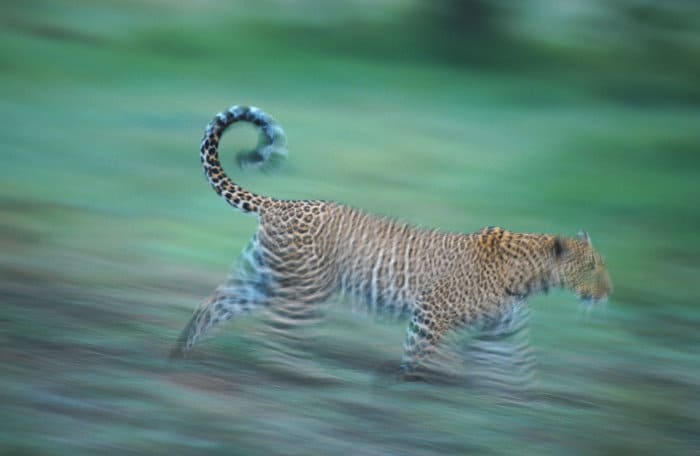 Leopard in running motion, Masai Mara