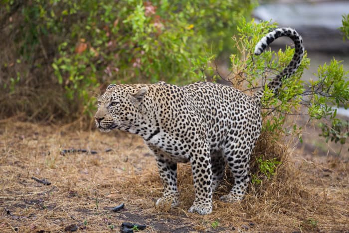 Big male leopard scent-marking his territory