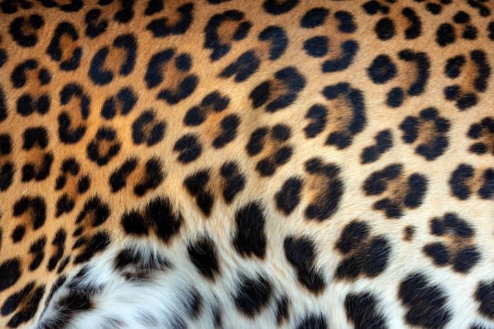 Leopard rosette pattern