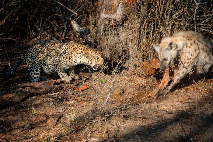 Leopard snarling at a hyena stealing scraps from a carcass