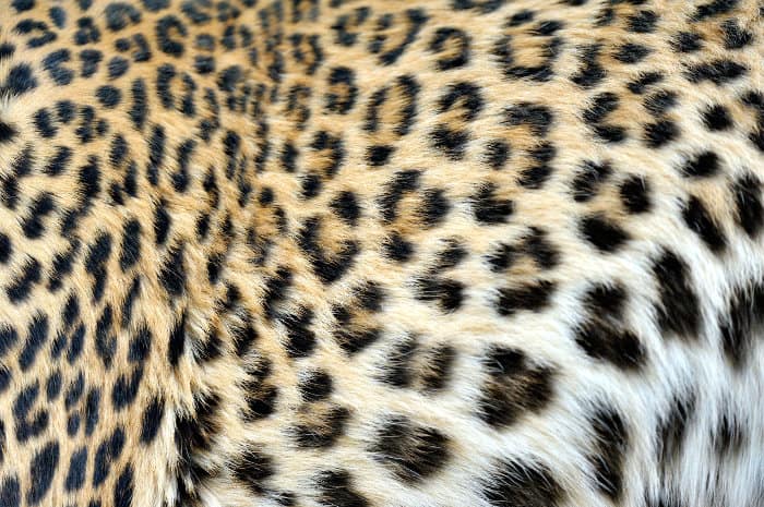 Fur pattern of a leopard with its spots grouped in small rings (called rosettes)