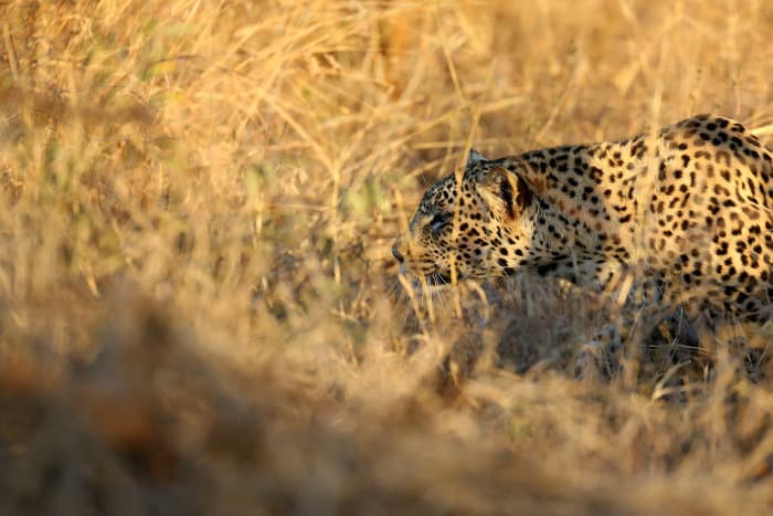 A perfectly camouflaged leopard stalks its prey in high grasses