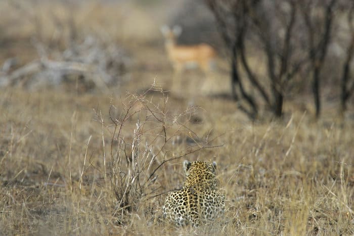 African leopard stalking a steenbok in Kruger National Park