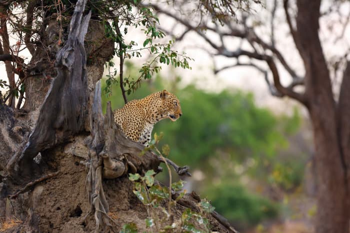 Lone leopard resting on top of an old termite mound