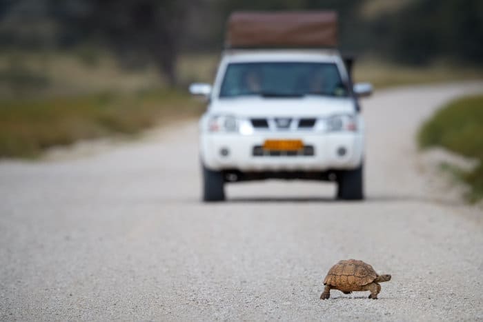 Leopard tortoise crosses the road in front of a jeep, Kgalagadi Transfrontier Park